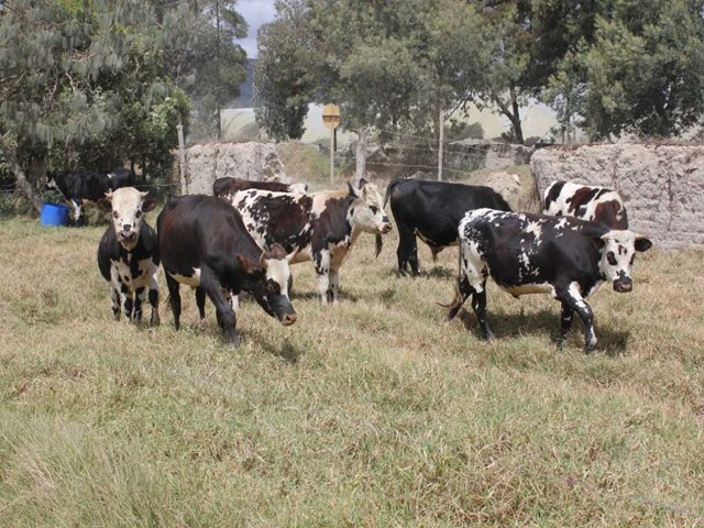 Culmina satisfactoriamente visita de los representantes de Los Estados Unidos de América a la zona de contención establecida por el ICA en Colombia