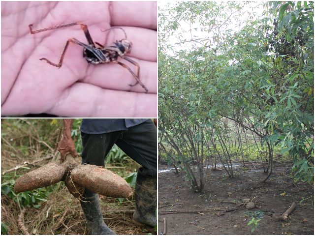 Verificación situación  Saltamontes de María