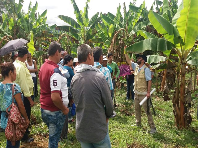 Cultivadores de plátano y banano de Cundinamarca se tecnifican en calidad fitosanitaria