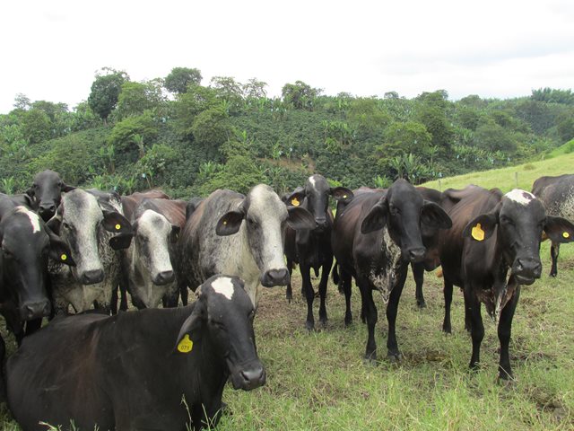 El ICA y gremios del Quindío unidos por el negocio ganadero 