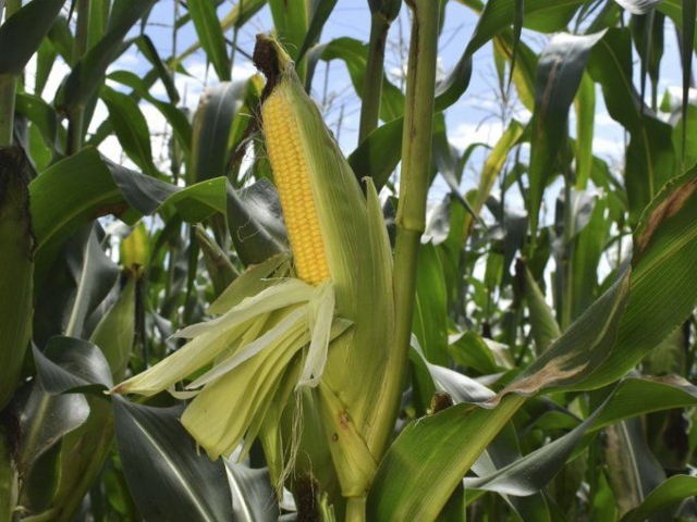 Planta de maíz