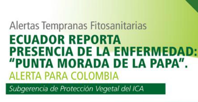 Alertas Tempranas Fitosanitarias: Ecuador reporta presencia de la enfermedad Punta Morada de la Papa, PMP