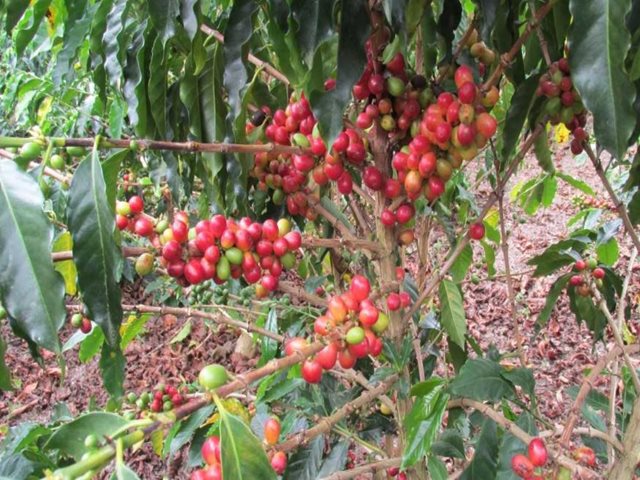 Con monitoreo, el ICA garantiza la sanidad de los cafetales del Huila