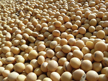 Abierto el mercado de Nicaragua para la semilla de soya colombiana