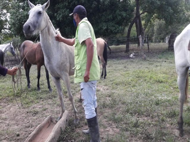 La vacunación, una medida importante para prevenir la Encefalitis Equina Venezolana 