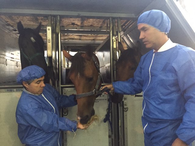 ICA realiza inspección y control de las importaciones de caballos desde Bélgica