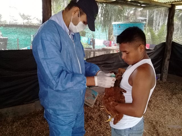Más de 1.000 productores pecuarios del Vaupés se capacitaron en temas sanitarios