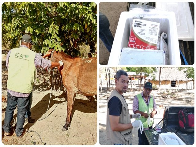 Vacunación equinos San Juan del Cesar, La Guajira.