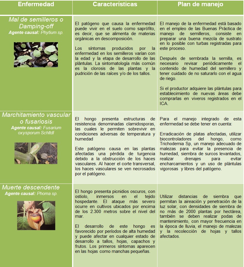 Imagen-Info-Uchuva-(3).jpg Imagen-Info-Uchuva-(3).jpg