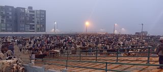 ICA-FOTO-GANADO-061223-3.jpg