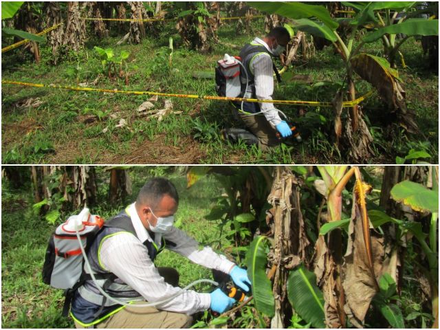 Actividades de vigilancia, inspección y control fitosanitario en el Guainía.