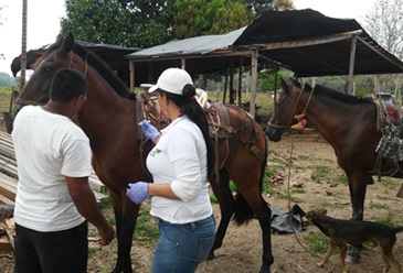 El ICA atendió un caso positivo de Encefalitis Equina Venezolana en Puerto Rico, Meta
