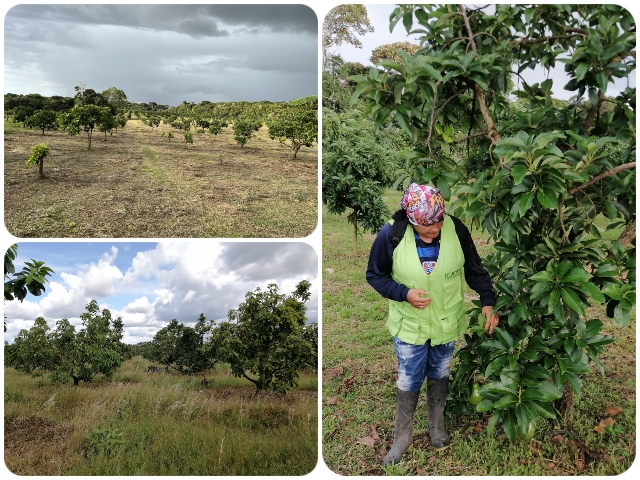Observación a cultivos de aguacate