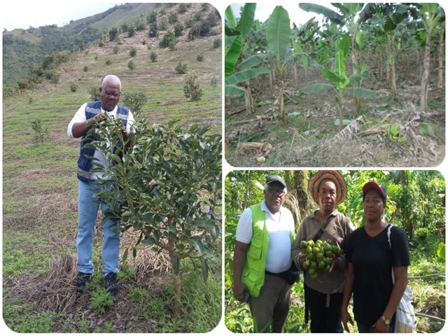 El ICA continúa adelantando actividades de vigilancia fitosanitaria en zonas productoras del Chocó