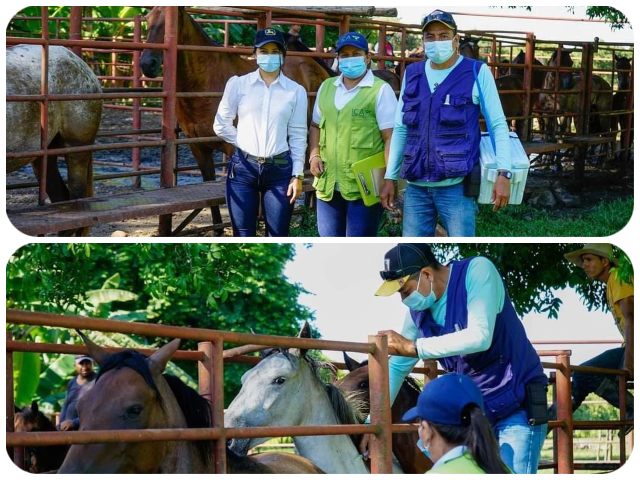 Vacunación y control de enfermedades virales en equinos del departamento de Casanare