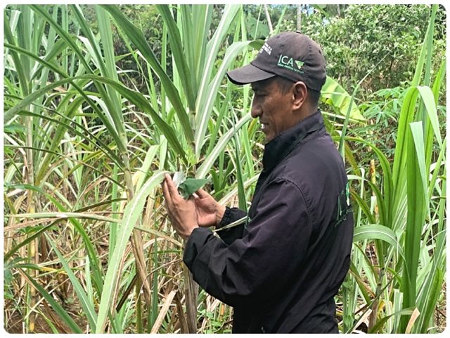 El ICA protege los cultivos de caña panelera en Vaupés y adelanta visitas de inspección, vigilancia y control 