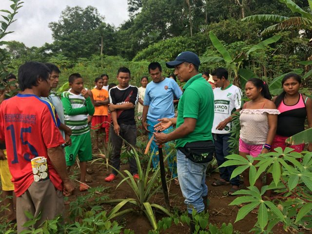 Cultivos de caña de las comunidades indígenas en el Vaupés son monitoreados por el ICA para su seguridad alimentaria 