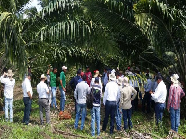 El ICA socializa alternativa para evitar plagas en cultivos de palma de aceite