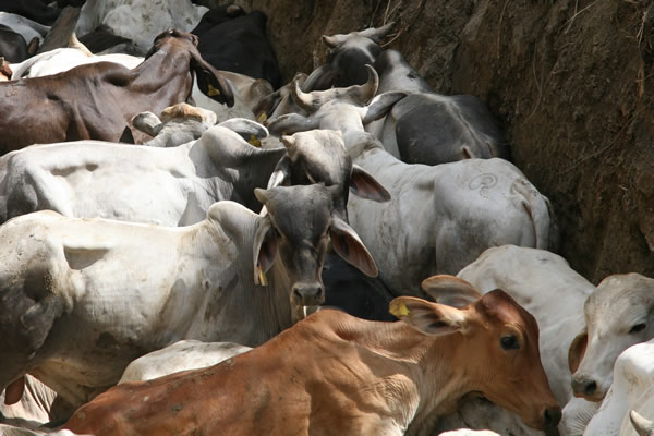 Veintiséis focos de rabia han azotado a la ganadería bovina colombiana en lo corrido del año