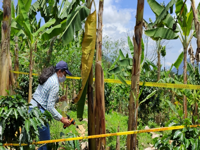 Cultivos de plátano y banano en Caldas, son monitoreados por el ICA