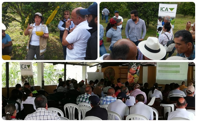 Para sacarle un buen jugo a la cosecha, productores de cítricos del Quindío y el ICA trabajan en equipo 
