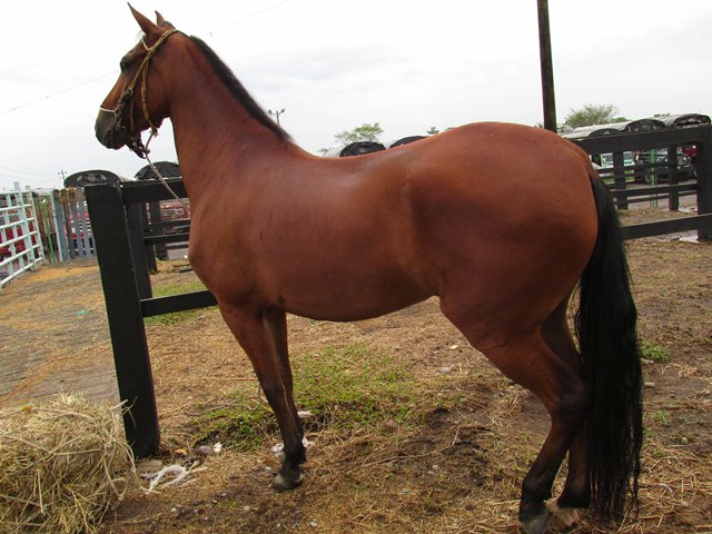 El ICA confirma casos positivos de influenza equina en Bolívar