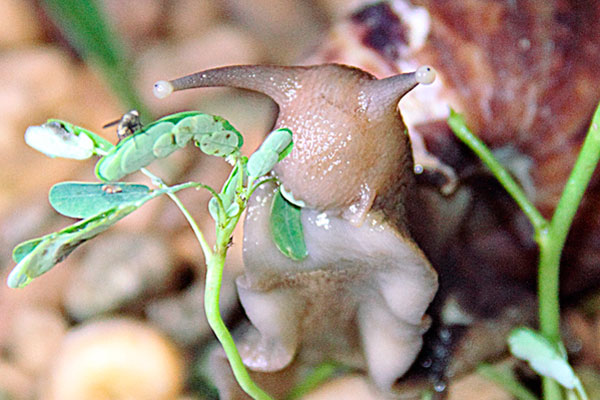 Caracol africano gigante ha infestado 6 municipios