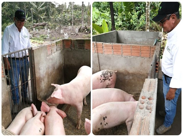 Con acciones de vigilancia, el ICA mantiene el estatus sanitario de peste porcina clásica en el Amazonas 