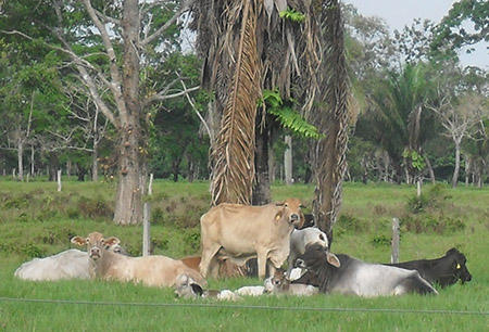 Brucellosis and Tuberculosis Success 'Model' For Elsewhere