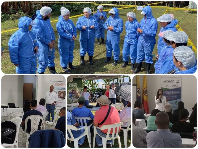 En Risaralda, cultivos de plátano y banano protegidos y de buena condición fitosanitaria 