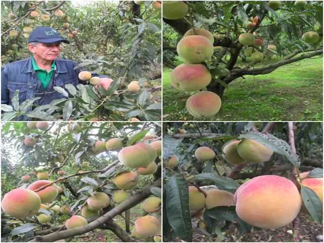 Predios productores de durazno 