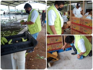 Seguimiento a predios productores de banano para exportación