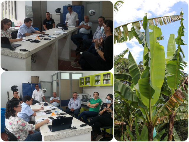 Frente común en Risaralda por el cultivo de plátano y banano 