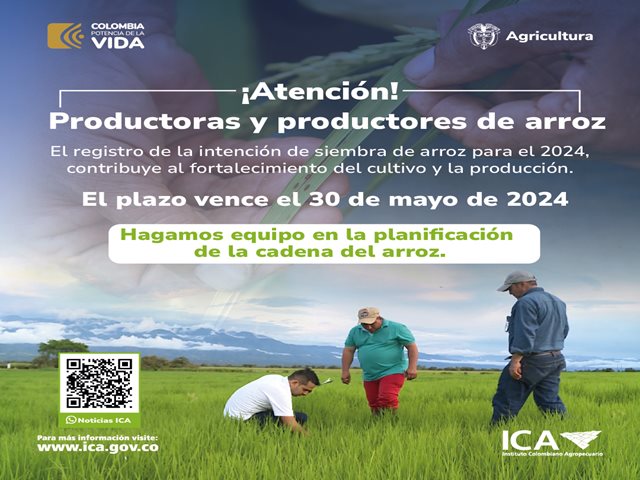 Predios productores de arroz