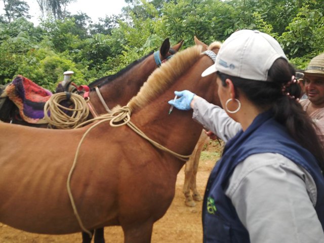 En nueva jornada de vacunación, 380 equinos fueron inmunizados  por el ICA en el Guaviare  