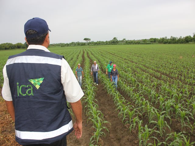 El ICA alerta a agricultores ante cambios bruscos en las temperaturas 