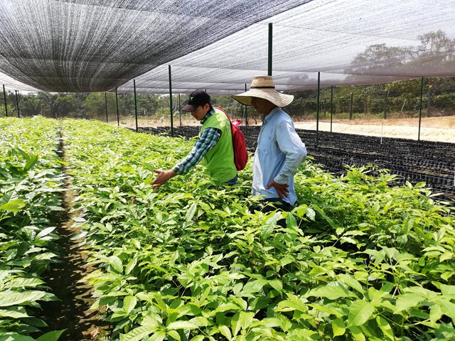 Vigilancia fitosanitaria en cultivos del Guaviare, seguro para mantener la sanidad de la producción en la región