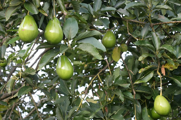 ICA certifica en Cauca primeros predios en Buenas Prácticas Agrícolas