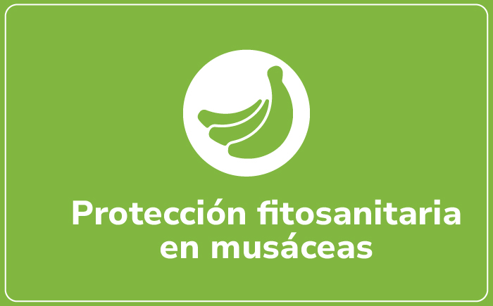 Musáceas