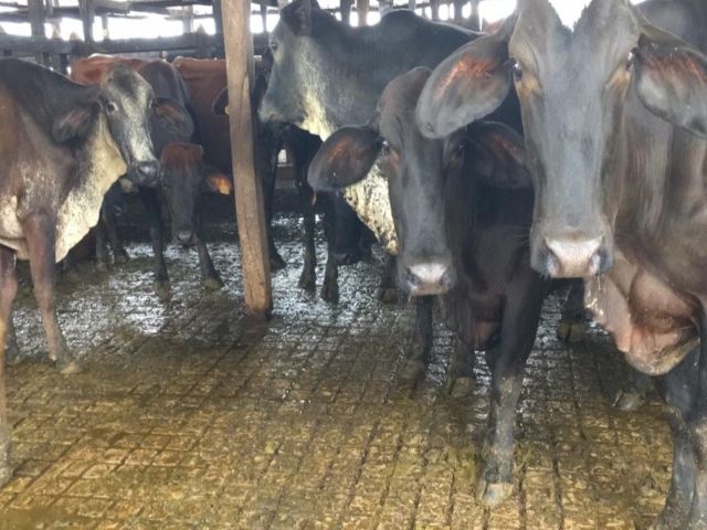 Bovinos sacrificados movilizados con GSMI falsa 