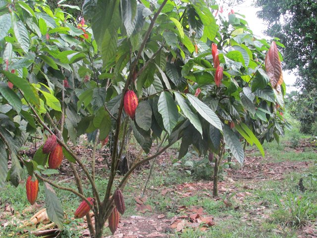 El ICA trabaja por el aroma, sabor y calidad del cacao en  Nariño