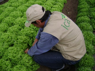 El ICA reportó importantes avances para la sanidad agrícola y pecuaria del país