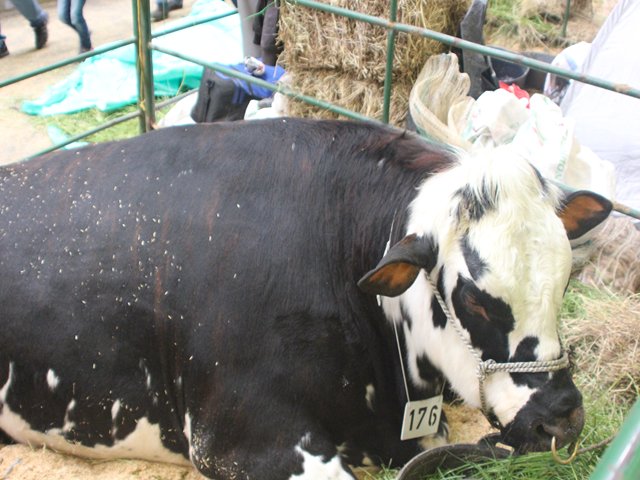 Ganaderos de Aquitania  comprometidos con inocuidad  en la producción de leche en Boyacá