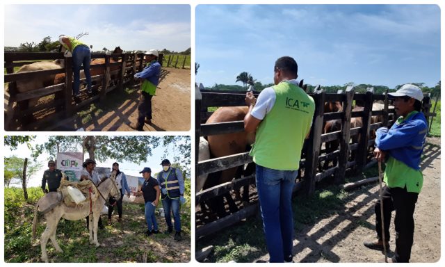 Cerca de 100 équidos han sido vacunados contra la Encefalitis Equina Venezolana, EEV,  en veredas de Riohacha 