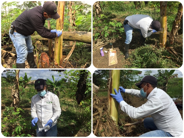 En el Vaupés el ICA trabaja para mantener los cultivos de plátano y banano libres del Fusarium Raza 4 Tropical