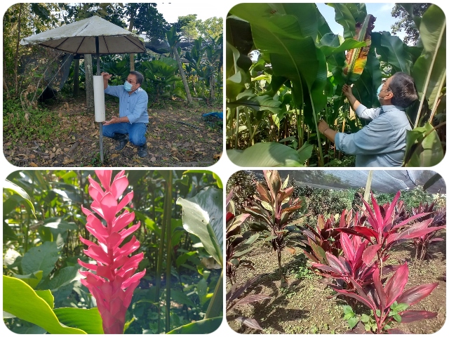 Para proteger la producción y la cosecha, el ICA realiza vigilancia a predio exportador de ornamentales del Valle del Cauca
