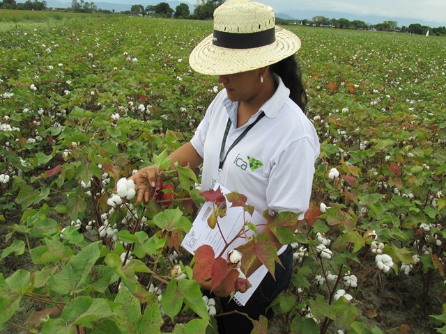 El ICA definió fechas para  siembra de algodón en el Valle del Cauca