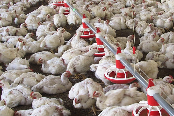 Colombia se autodeclara libre de influenza aviar