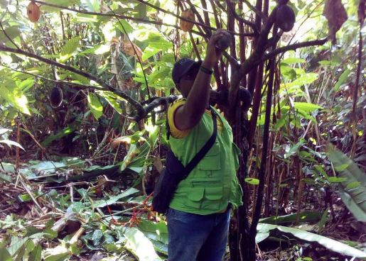 El ICA monitorea cultivos de cacao en el Chocó