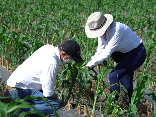 Se extiende el plazo para el registro de productores de maíz en el Valle del Cauca